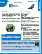Fiche médiation : Corbeau freux